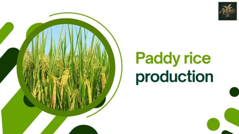 paddy-rice-production