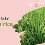 high-yield-paddy-rice
