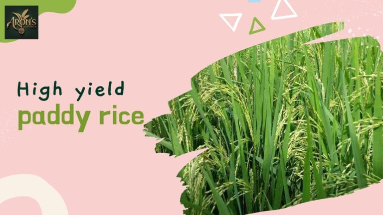 High Yield Paddy Rice: Improving Farm Productivity and Profit 1 high-yield-paddy-rice