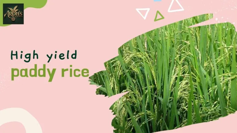 Home 9 high-yield-paddy-rice